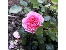 Rosa floribunda Leonardo Da Vinci.jpg