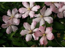 Clematis viticella Ai-Nor   - 2 () 2 ltr &#8364; 6,04 453,21..jpg