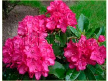 Rhododendron hybrida Van Weerden Poelman      -24C 5 ltr 25-30 &#8364; 16,37 1 228,05..jpg