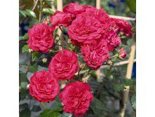 Rosa miniature Lola.jpg