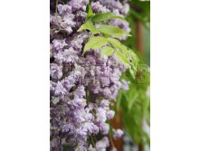 Wisteria floribunda Violacea Plena     2 ltr &#8364; 7,77 582,58..jpg