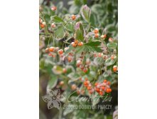 Euonymus fortunei Silver Queen     2 ltr &#8364; 3,91 293,46..jpg