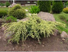 86,7.  Juniperus squamata Holger.jpg