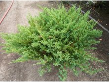 97,2.  Juniperus horizontalis Youngstone_P10,5 rond.jpg