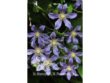 Clematis integrifolia Juuli    3 () 2 ltr &#8364; 6,04 453,21..jpg