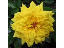 Rosa miniature Goldjuwel.jpg