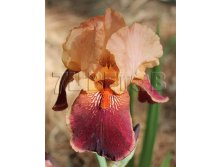 Iris germanica Cimarron Strip     &#8364; 1,07 78,11..jpg