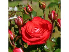 Rosa floribunda Planten Un Blomen.jpg