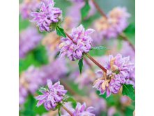 Phlomis tuberosa Amazone    &#8364; 1,19 86,87..jpg