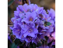 Rhododendron impeditum Gristede    -27C 2 ltr 12-18 &#8364; 7,25 543,77..jpg