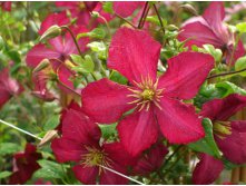 Clematis viticella Polonez    3 () 2 ltr &#8364; 6,04 453,21..jpg