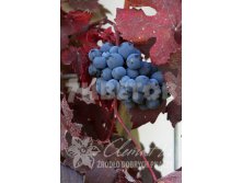 Vitis vinifera Purpurea    2 ltr &#8364; 6,70 502,71..jpg