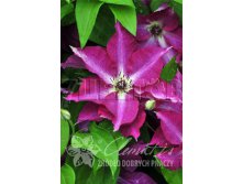 Clematis hybriden Viva Polonia     2 () 2 ltr &#8364; 6,57 492,58..jpg