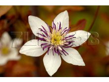 Clematis hybriden Matka Urszula Ledochowska      2 () 2 ltr &#8364; 6,04 453,21..jpg