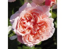 Rosa climbing Rose De Tolbiac.jpg