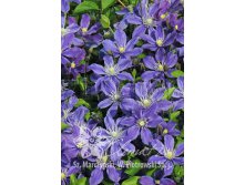 Clematis integrifolia Arabella    3 () 2 ltr &#8364; 6,04 453,21..jpg