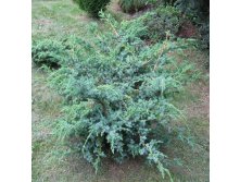 86,7.  Juniperus chinensis Blue Alps_P9 15-20.jpg