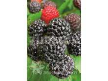 Rubus occidentalis Bristol  ޣ  2 ltr &#8364; 5,80 435,21..jpg