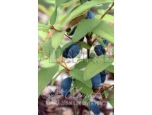 Lonicera kamtschatica Amphora    2 ltr &#8364; 4,95 371,08..jpg