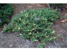 102,5.  Juniperus horizontalis Andorra Variegata.jpg