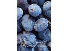 Lonicera kamtschatica Blue Velvet     2 ltr &#8364; 4,95 371,08..jpg