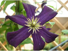 Clematis hybriden Romantika    3 () 2 ltr &#8364; 6,04 453,21..jpg