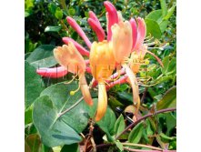 Lonicera heckrottii American Beauty     2 ltr &#8364; 4,95 371,08..jpg