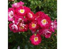 Rosa groundcover Lipstick.jpg