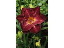 Hemerocallis Burgundy Love    &#8364; 1,97 143,81..jpg