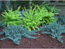 86,7.  Juniperus horizontalis Blue Chip.jpg