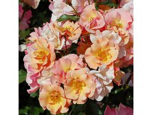 Rosa groundcover Jazz.jpg