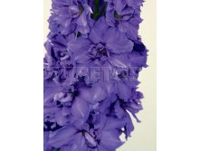 Delphinium elatum Indigo Indulgence     &#8364; 2,87 209,51..jpg