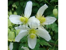 Clematis tangutica Anita    3 () 2 ltr &#8364; 6,04 453,21..jpg