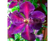 Clematis hybriden Tuchka    3 () 2 ltr &#8364; 6,04 453,21..jpg