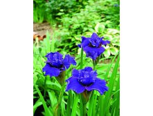 Iris sibirica Ruffled Plus     &#8364; 0,79 57,67..jpg