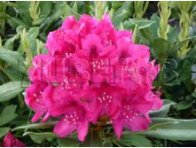 Rhododendron hybrida Nova Zembla     -28C 90 ltr 90-110 &#8364; 565,57 42 417,44..jpg