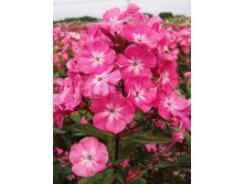 Phlox paniculata Watermelon Punch     &#8364; 1,16 84,68..jpg