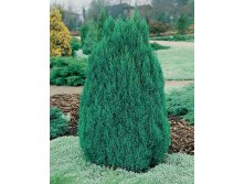 92.  Juniperus chinensis Stricta_P10,5.jpg