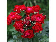 Rosa floribunda Black Forest Rose.jpg