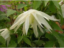 Clematis alpina White Swan     1 ( ) 2 ltr &#8364; 6,04 453,21..jpg