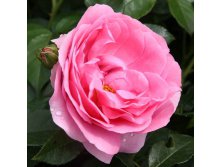 Rosa floribunda Rosenfee.jpg