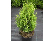  Thuja occidentalis Little Boy-139,50.jpg