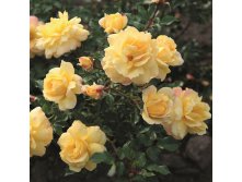 Rosa miniature Candela.jpg