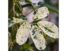 Akebia quinata Variegata    2 ltr &#8364; 5,95 446,46..jpg