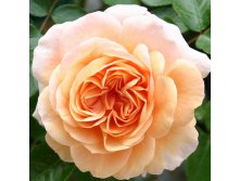 Rosa floribunda Sangerh&#228;user Jubil&#228;umsrose.jpg