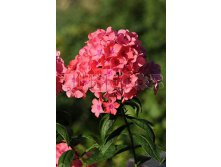 Phlox paniculata Grenadine Dream     &#8364; 1,16 84,68..jpg