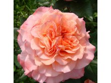 Rosa tea hybrid Augusta Luise.jpg