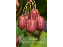 Actinidia arguta Scarlet September Kiwi      2 ltr &#8364; 6,81 510,58..jpg