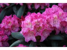 Rhododendron yakushimanum Kalinka    -26C 10 ltr 30-40 &#8364; 38,57 2 892,95..jpg