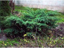 102,5.  Juniperus squamata Blue Swede.jpg